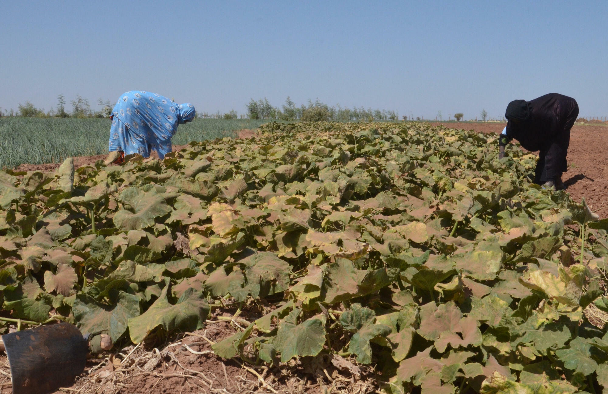 Niger: la multiplication des attaques terroristes touche durement l’agriculture