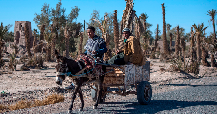 The Fragile State of Food Security in the Maghreb: Implication of the 2021 Cereal Grains Crisis in Tunisia, Algeria, and Morocco